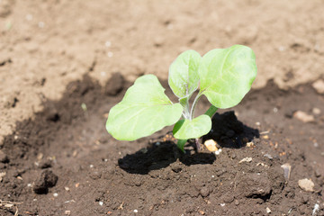 Young plant of eggplants on farm