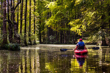 Kayaking Through the Trees