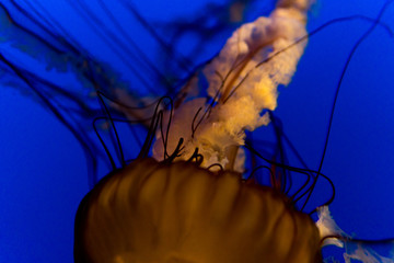 Beautiful Dark Coloured Jellyfish