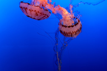 Bright Pink Jellyfish