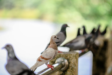 Pigeons(flying doves),Birds used in communication in the past to come to modern communication today.