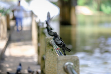 Pigeons(flying doves),Birds used in communication in the past to come to modern communication today.