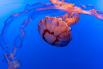 Bright Pink Jellyfish