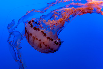 Beautiful Pink Jellyfish