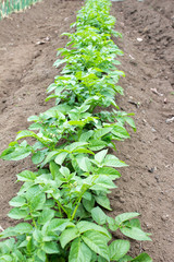 Growing potato on farm