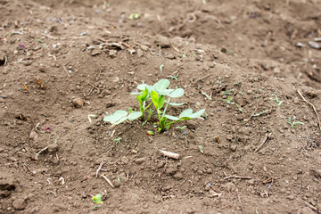 Sprouting peanut plant  on farm