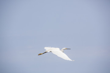 Fototapeta na wymiar Egret in flight 7