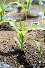 Young plant of corn on farm