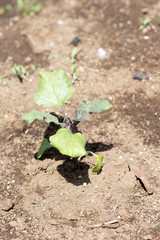 Young plant of eggplants on farm