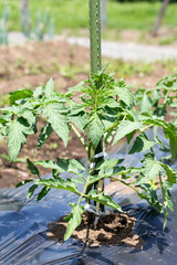 Young plant of tomato on farm