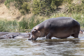 hippopotamus that enters the water of the Nile River from the shore covered with grass and bushes