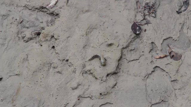 Mudskipper on mud in jungle on the Ganges delta, India