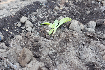 Tapered root attacked by soil bacteria