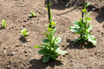 Growing malabar spinach on farm