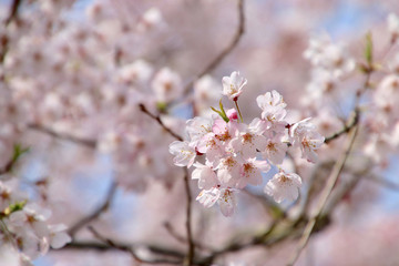 本覚寺の桜（神奈川県・鎌倉市）