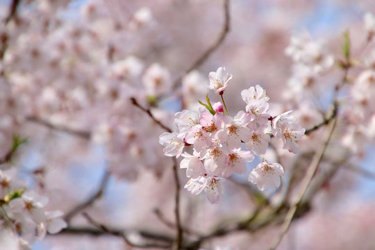 本覚寺の桜（神奈川県・鎌倉市）