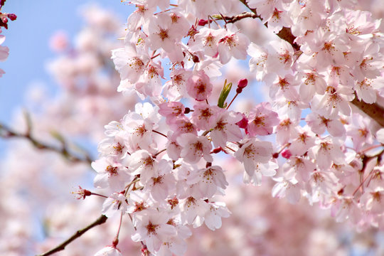 本覚寺の桜（神奈川県・鎌倉市）