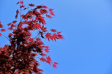 イロハモミジの若葉