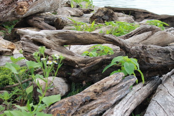 Obraz premium A pile of driftwood along the Potomac River.