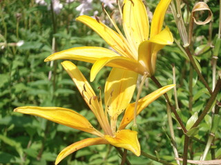 Obraz premium Flower