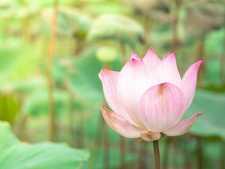 lotus