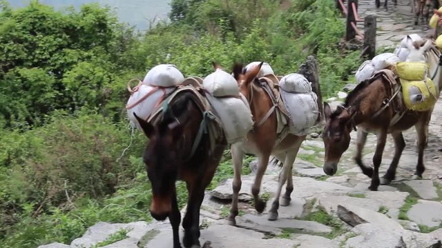 Donkeys on a footpath on the Ghorepani Ghandruk trek in the Himalaya, Nepal