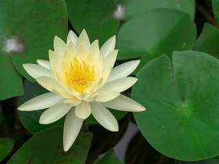 lotus