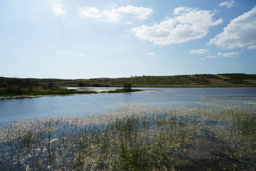 Blooming wild flowers at a small reservoir in the Portuguese countryside
