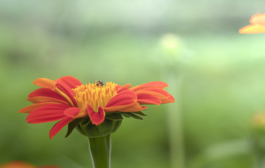 red flower in the garden