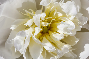 Obraz na płótnie Canvas Close-up of beautiful white peony flower