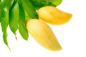 Ripe mango and leaves on white background, Thai accents is Nam Dok Mai ( Mango (Nam Dok Mai)., Mangifera indica Linn. )