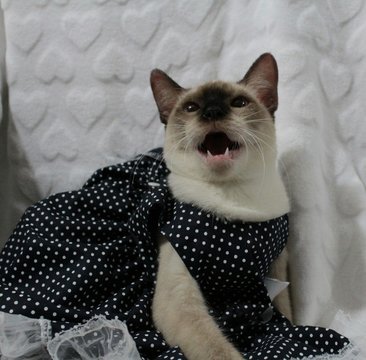 valentinha gata
