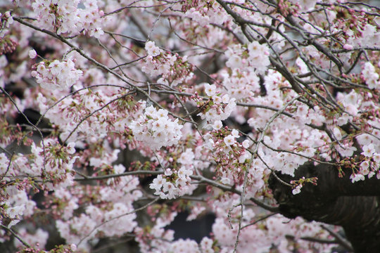 長谷寺の桜（神奈川県・鎌倉市）
