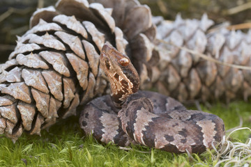 Venomous Cottonmouth / Water Moccasin (Agkistrodon piscivorus)