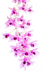 Naklejka na ściany i meble branch of beautiful wild orchid are blooming on white background, close up