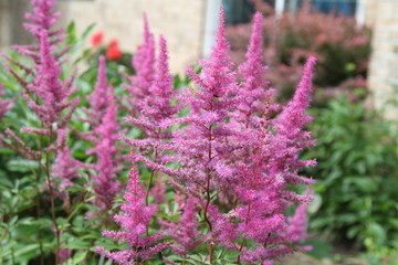 Purple astilbe flowers in garden