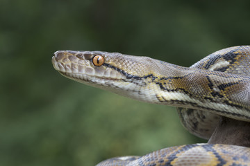 Reticulated Python Snake