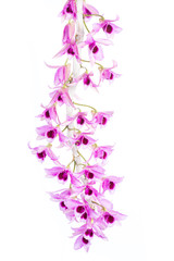branch of beautiful wild orchid are blooming on white background