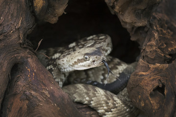Juvenile Black-Tailed Rattlesnake (Crotalus molossus)