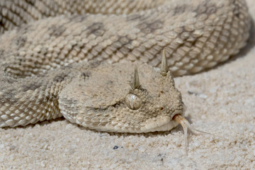 Desert Horned Viper (Cerastes cerastes) with Forked Tongue
