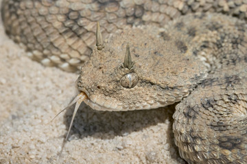 Desert Horned Viper (Cerastes cerastes) with Forked Tongue