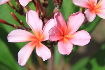 Franapani Flowers Pink with Green foliage