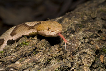 Venomous Copperhead Snake (Agkistrodon contortrix) with Forked Tongue