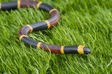Eastern Coral Snake (Micrurus fulvius)