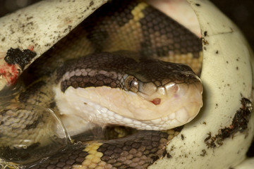 Baby Black-headed Bushmaster Snake (Lachesis melanocephala) emerging from egg