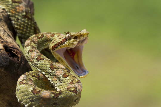 Green Venomous Eyelash Viper (Bothriechis schlegelii) with open mouth and fangs retracted
