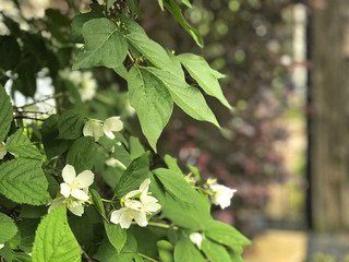 White Flowers on leaves