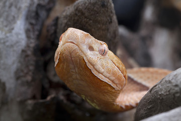 Venomous Copperhead Snake (Agkistrodon contortrix)