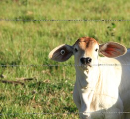 Young Cattle Brahman cross in paddock