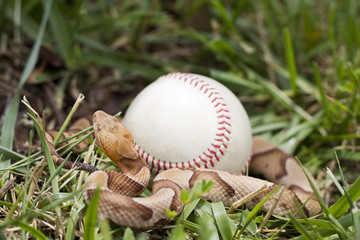 Venomous Copperhead Snake (Agkistrodon contortrix) wrapped around baseball